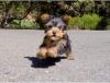 Продам щенка United Kingdom, London Yorkshire Terrier