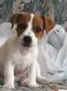 Продам щенка Cyprus, Paphos Jack Russell Terrier