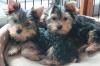 Продам щенка Bulgaria, Pleven Yorkshire Terrier