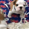 Продам щенка Canada, Alberta, Calgary English Bulldog