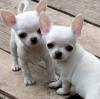 Продам щенка United Kingdom, Plymouth Chihuahua