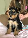 Продам щенка Kyrgyzstan, Osh Yorkshire Terrier