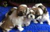 Продам щенка Netherlands, Amsterdam Shih Tzu