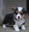 Продам щенка Belarus, Minsk Other breed, Pembroke Welsh Corgi Puppies