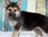 Продам щенка United Kingdom, Darlington German Shepherd Dog