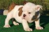 Продам щенка Uzbekistan, Samarkand English Bulldog