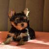 Продам щенка United Kingdom, London Yorkshire Terrier