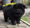 Продам щенка Ireland, Dublin Chow Chow