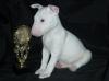 Продам щенка Malta, Valletta Bull Terrier