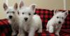 Продам щенка France, Paris West Highland White Terrier