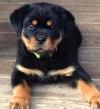 Продам щенка Cyprus, Limassol Rottweiler