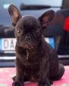 Продам щенка Slovenia, Shabatts French Bulldog