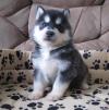 Продам щенка Georgia, Rustavi , Siberian Husky puppies