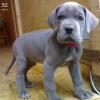 Продам щенка Germany, Leipzig Other breed, grey great dane 