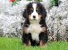 Продам щенка Austria, Vienna Bernese Mountain Dog