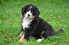 Продам щенка Cyprus, Ayia Napa Bernese Mountain Dog