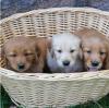 Продам щенка United Kingdom, Kilmarnock Golden Retriever