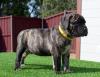 Продам щенка Ireland, Cork Bullmastiff