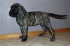 Продам щенка Ireland, Cork Bullmastiff