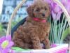 Продам щенка Ireland, Cork Other breed, Cockapoo Puppies