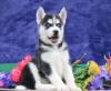 Продам щенка Italy, Milan Haski, Blue Eyes Siberian Husky Puppies