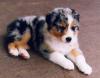 Продам щенка Azerbaijan, Lankaran Australian Shepherd