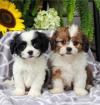 Продам щенка Ireland, Galway Other breed, Shihpoo Puppies