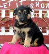 Продам щенка Ireland, Cork German Shepherd Dog