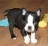 Продам щенка Lithuania, Vilnius Boston Terrier