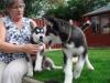 Продам щенка Ireland, Galway Haski, Blue Eyes Siberian Husky Puppies