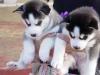 Продам щенка Ireland, Cork Haski, Blue Eyes Siberian Husky Puppies