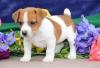 Продам щенка Ireland, Galway Jack Russell Terrier