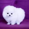 Продам щенка Belgium, Brussels Pomeranian Spitz