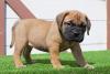 Продам щенка Germany, Nuremberg Bullmastiff