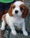 Продам щенка Poland, Sopot , Cavalier King Charles