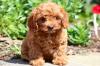 Продам щенка France, Antibes , Cavapoo 