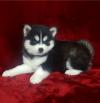 Продам щенка United Kingdom, London Other breed, POMSKY PUPPIES