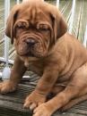 Продам щенка Austria, Graz , Dogue De Bordeaux Dogs