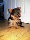 Продам щенка United Kingdom, London Yorkshire Terrier