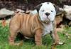 Продам щенка Estonia, Tallinn English Bulldog