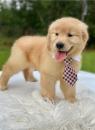 Продам щенка Belgium, Brussels Golden Retriever