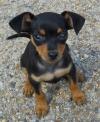 Продам щенка Kyrgyzstan, Bishkek Miniature Pinscher