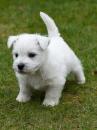 Продам щенка United Kingdom, London West Highland White Terrier