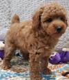 Продам щенка France, Paris Toy-poodle