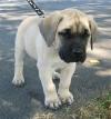 Продам щенка United Kingdom, Glasgow English Mastiff