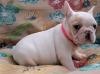 Продам щенка Ukraine, Luck , French Bulldog Puppies