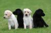 Продам щенка United Kingdom, St. Helens Labrador Retriever