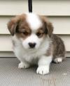 Продам щенка Ireland, Kilkenny Other breed, Pembroke Welsh Corgi Puppies