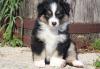 Продам щенка Russia, Krasnoyarsk Australian Shepherd