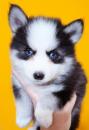 Продам щенка Greece, Athens , Pomsky Puppies